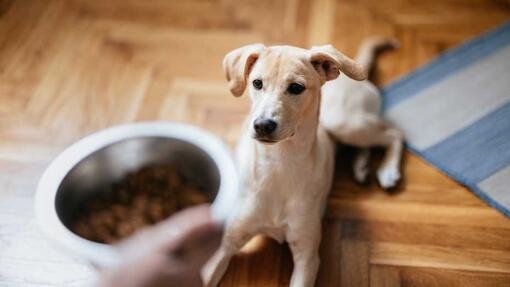 Owner holding up food bowl for their dog