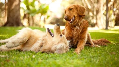 Two Labradors laying on grass together