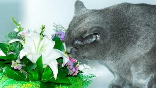 Grey cat smelling bunch of flowers