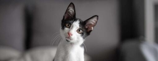 Black and white kitten