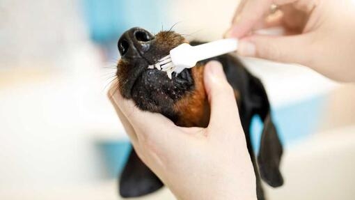 Small dog getting teeth brushed