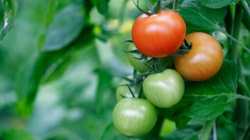 Tomato plant