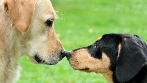 Dogs touching noses