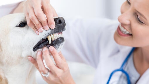 Vet checking dogs teeth