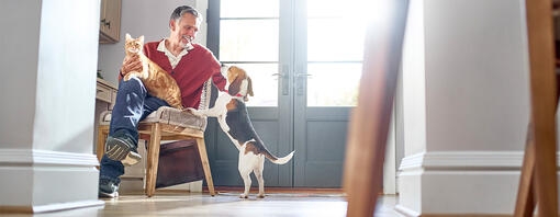 Man sat by doors with a ginger cat on his lap and a beagle jumping up for a stroke