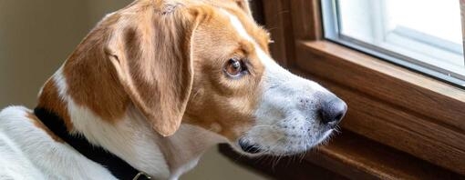 Dog waiting by a window 