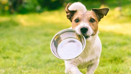 Puppy holding a dog bowl in its mouth 