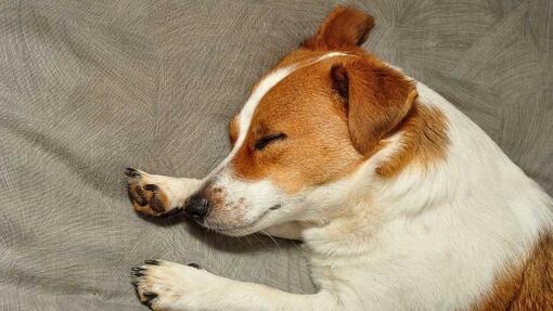 Jack Russell sleeping on a grey cushion 