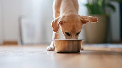 Puppy eating out of dog food bowl 