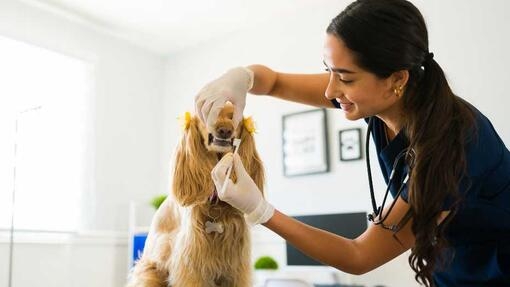 Vet brushing teeth of a small dog 