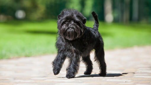 Affenpinscher dog walking