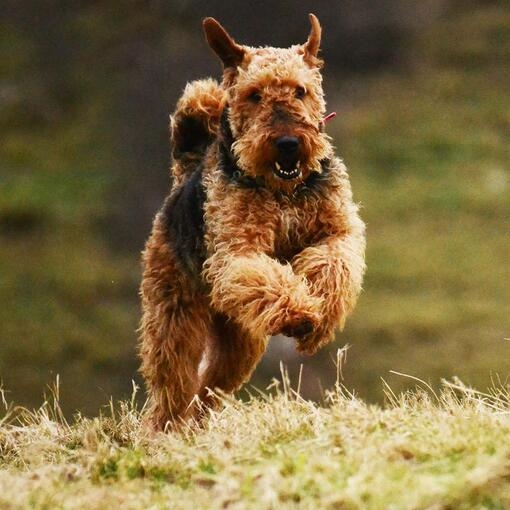Airedale Terrier