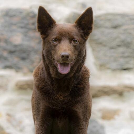 Kelpie