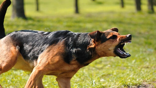 Dog snarling with hackles up