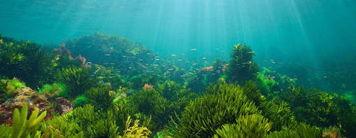 Ocean floor with sea plants