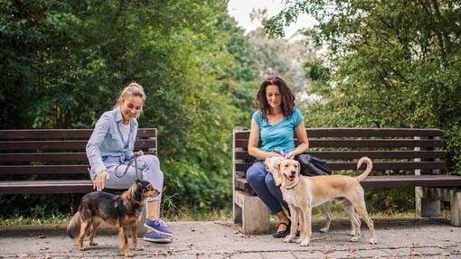 Two women sitting on a wooden bench with their pet dogs
