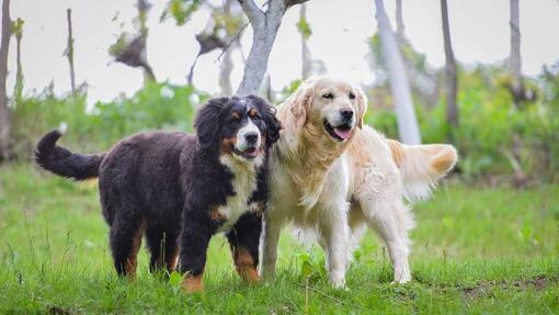 Two dogs standing together in a park