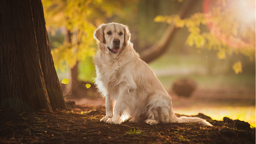 Golden Retriever sat under a tree