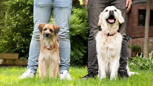 dogs sitting with owners