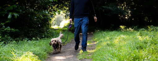 Laurie and Archie walking in a woodland