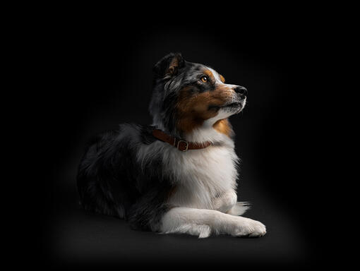 Pro Plan Australian Shephard