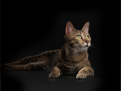 Pro Plan cat