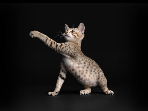 Pro Plan kitten