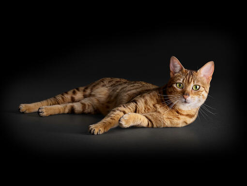 Pro Plan cat
