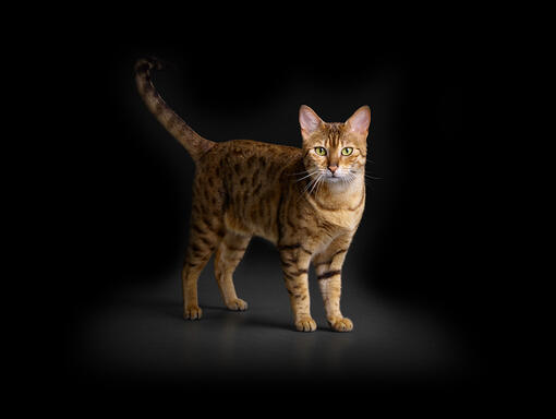 Pro Plan cat senior