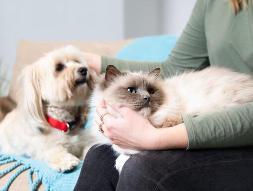 Dog on a sofa and cat on owners lap