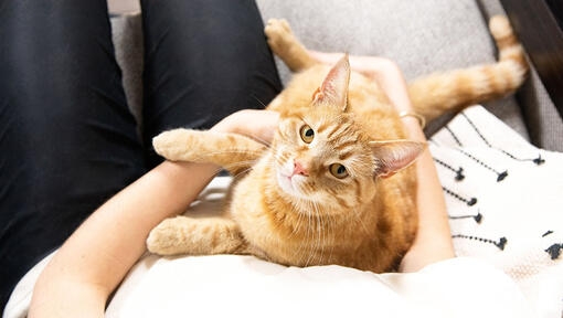 Ginger cat lying on the lap of its owner
