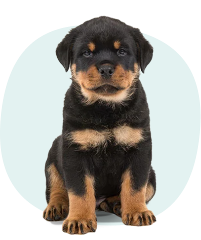 Puppy