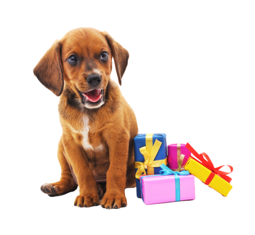 Puppy