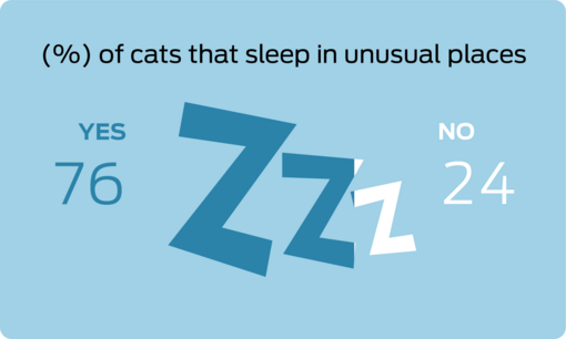% of cats that sleep in unusual places