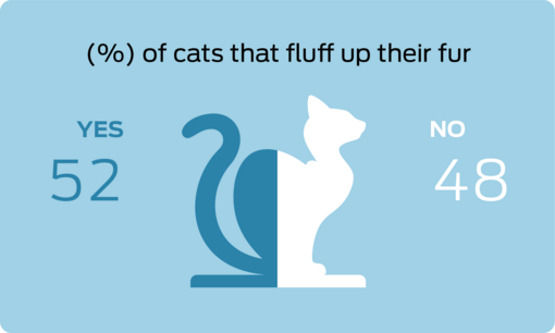 % of cats that fluff up their fur