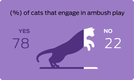 % of cats that engage in ambush play