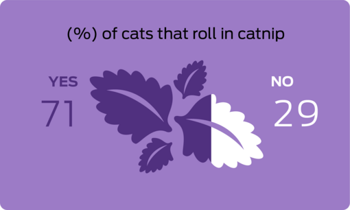 % of cats that roll in catnip