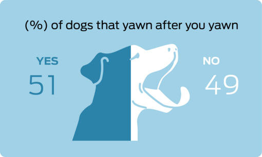 % of dogs that yawn after you yawn
