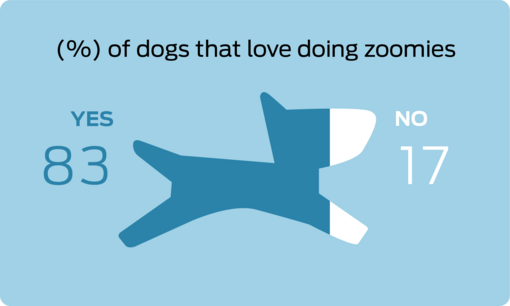 % of dogs that love doing zoomies