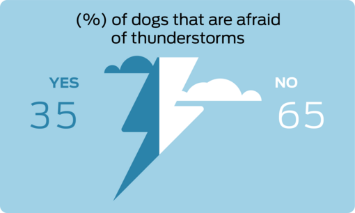 % of dogs that are afraid of thunderstorms