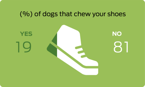 % of dogs that chew your shoes