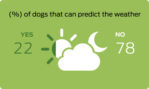 % of dogs that can predict the weather