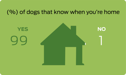 % of dogs that know when you're home