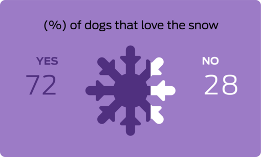 % of dogs that love the snow