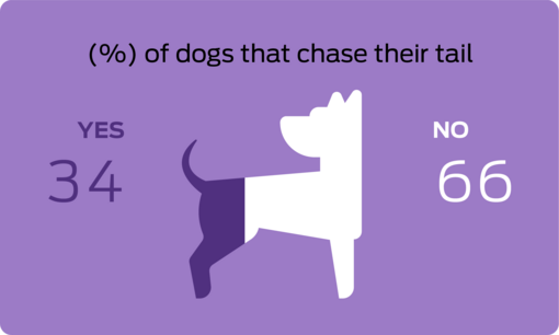 % of dogs that chase their tail