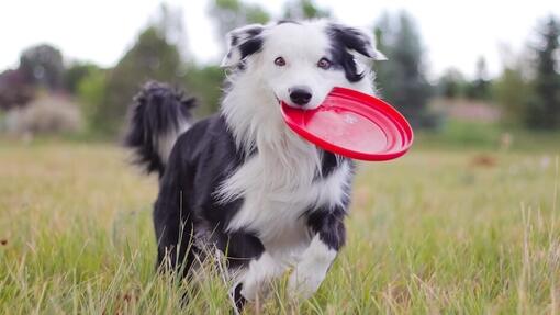 Border Collie with a frisbee outside