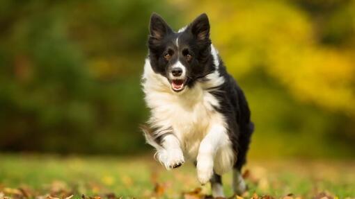 Border Collie running outside