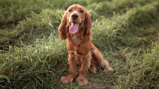 Cocker Spaniel outside in the grass
