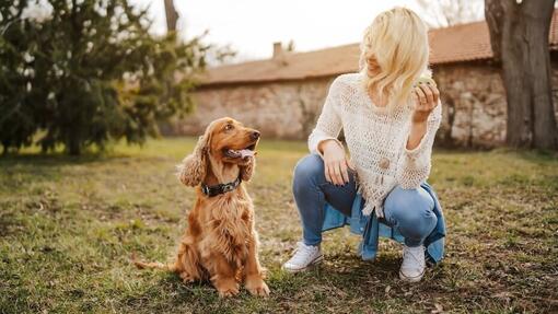 Cocker Spaniel and a person playing outside