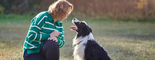 Border Collie and person outside - Hero